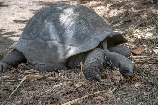 Giant turtles (dipsochelys gigantea) on Seychelles island La Digue