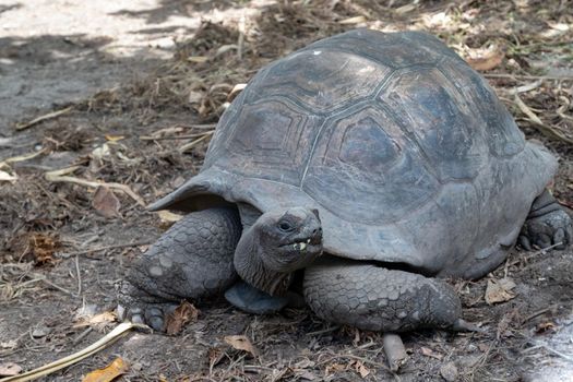 Giant turtles (dipsochelys gigantea) on Seychelles island La Digue