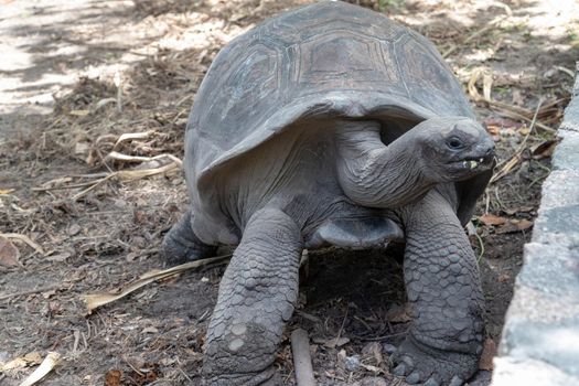 Giant turtles (dipsochelys gigantea) on Seychelles island La Digue