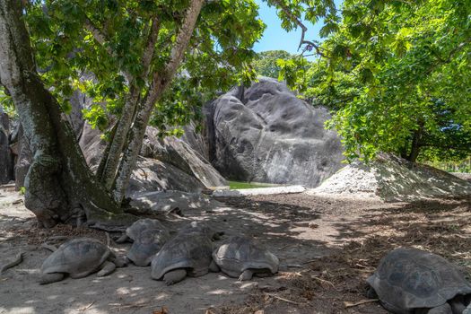 Giant turtles (dipsochelys gigantea) on Seychelles island La Digue