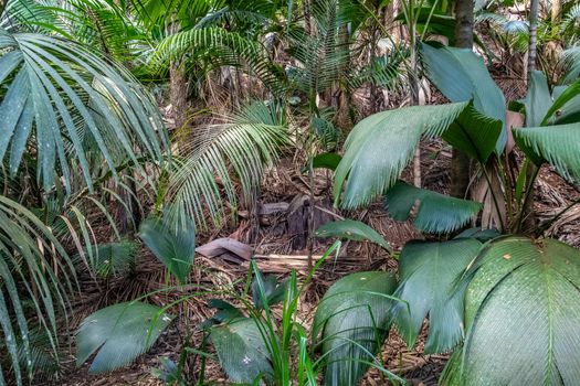 UNESCO world natural heritage Vallee de Mai with coco de mer palms on Seychelles island Praslin