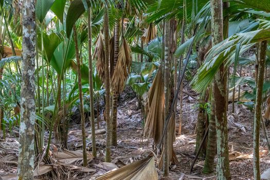 UNESCO world natural heritage Vallee de Mai with coco de mer palms on Seychelles island Praslin