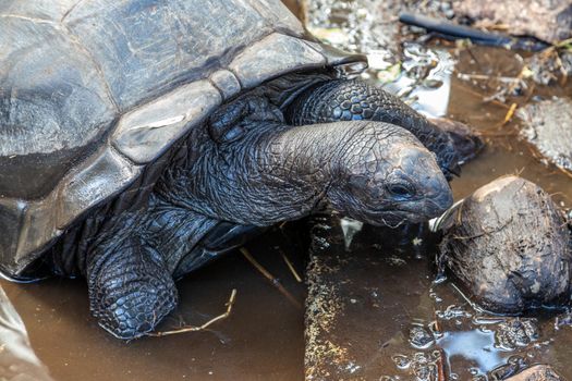 Giant land turtles (dipsochelys gigantea) on Seychelles island Praslin