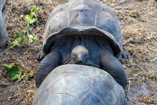Giant land turtles (dipsochelys gigantea) on Seychelles island Praslin