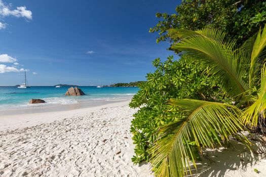 Paradise beach with white sand, palms, rocks, turqoise water on Seychelles island Praslin