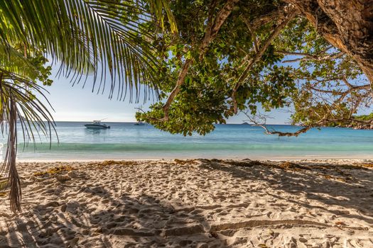 Paradise beach with white sand, palms, rocks, turqoise water on Seychelles island Praslin