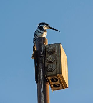 Pied kingfisher ceryle rudis wild bird stood perched on tall post against blue sky background