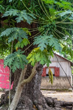 Tree in a village in Lokobe nature strict reserve in Madagascar, Nosy Be, Africa