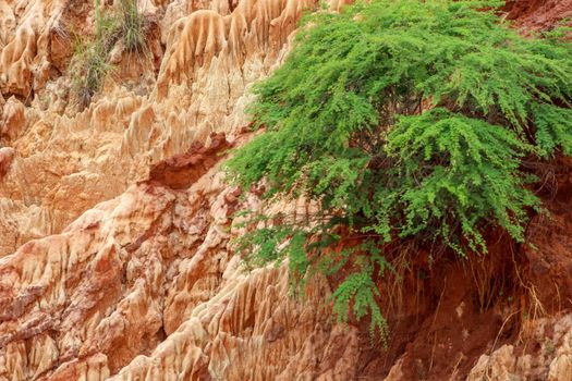 Red sandstone formations  and needles (Tsingys) in Tsingy Rouge Park in Madagascar, Africa