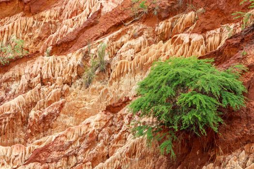 Red sandstone formations  and needles (Tsingys) in Tsingy Rouge Park in Madagascar, Africa