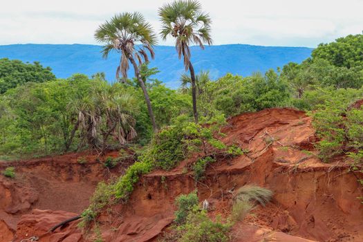 Red sandstone formations  and needles (Tsingys) in Tsingy Rouge Park in Madagascar, Africa