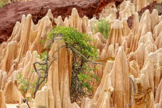 Red sandstone formations  and needles (Tsingys) in Tsingy Rouge Park in Madagascar, Africa