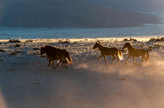 Wild horses of the Namib running at sunrise. Photo taken at Garub