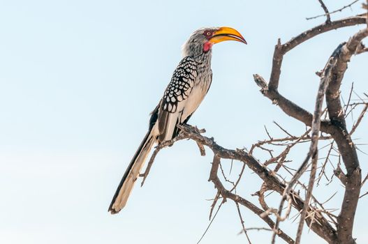 A Southern Yellow-billed Hornbill, Tockus leucomelas, on a tree branch in northern Namibia