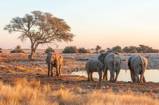 African elephants at the Okaukeujo waterhole in northern Namibia