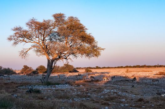 Burchells zebras walking past a large tree at sunrise in northern Namibia