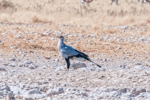 A Secretary Bird, Sagittarius serpentarius, on the ground in northern Namibia