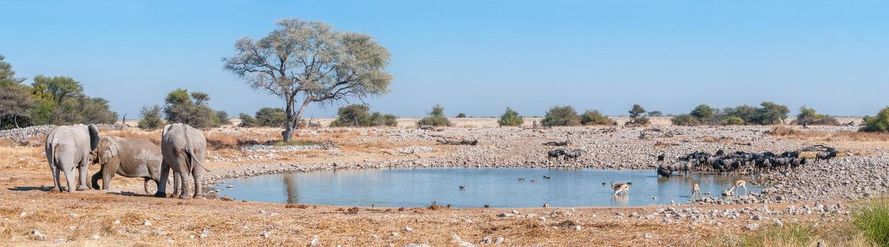 Panorama of african elephants, blue wildebeest and springbok at the Okaukeujo waterhole in northern Namibia