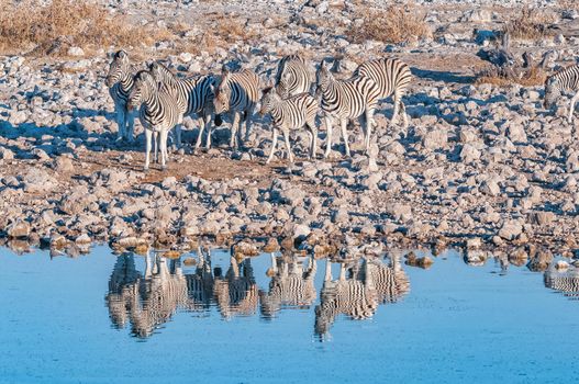 Burchells zebras, Equus quagga burchellii, at a waterhole in northern Namibia