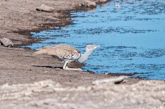 Side view of a Kori Bustard, Ardeotis kori, drinking water. It is the heaviest bird capable of flying