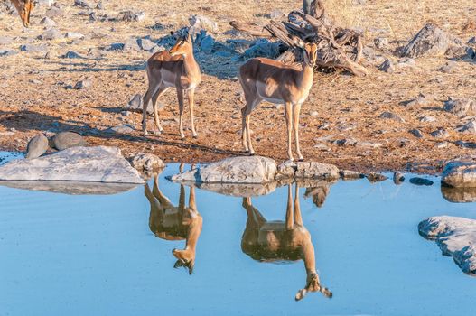A black-faced impala ewe and young ram, with reflections, at a waterhole in northern Namibia