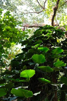 green natural leaves plant growing on tree trunk