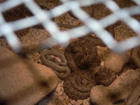 A display of rattlesnakes in a large box