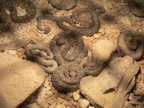 A display of rattlesnakes in a large box