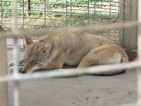 Foxes in an animal display in a cage
