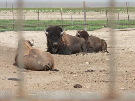 Bison on display in an enclosure