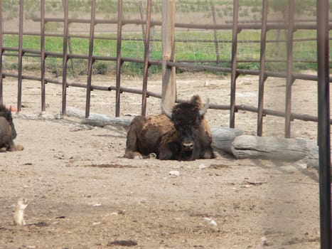 Bison on display in an enclosure