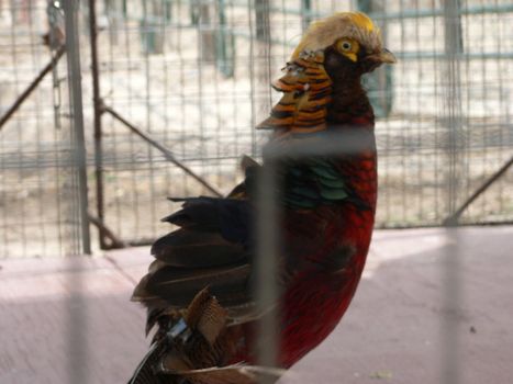 Various farm animals on display in cages or enclosure