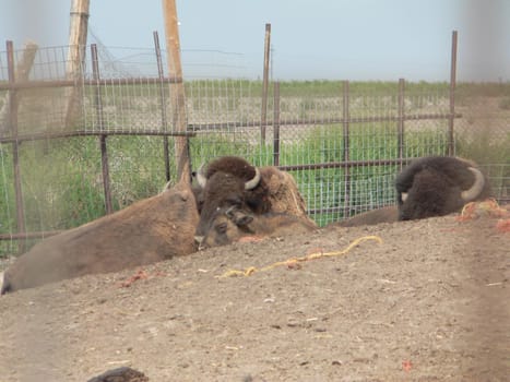 Bison on display in an enclosure