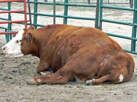 A cow with extra legs
