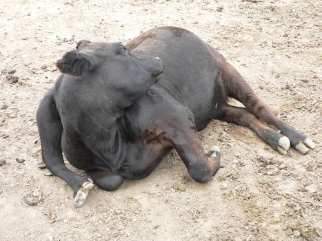 A cow with extra legs
