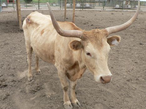A longhorn bull