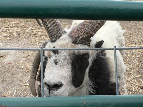 Various farm animals on display in cages or enclosure