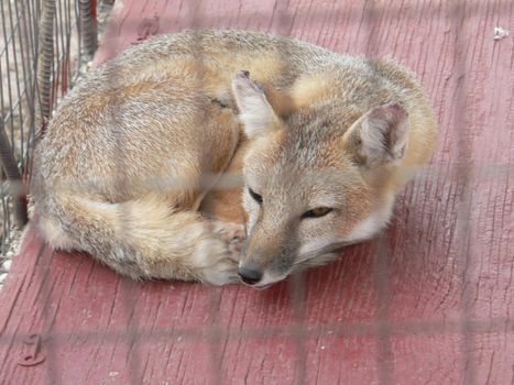 Foxes in an animal display in a cage