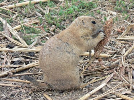 A prairie dog feeding