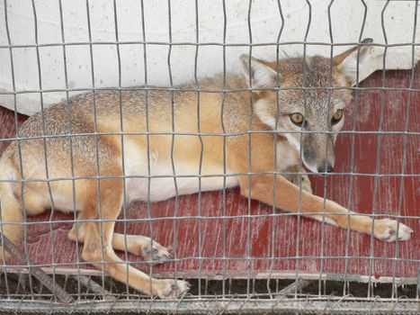 Foxes in an animal display in a cage