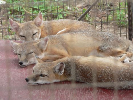 Foxes in an animal display in a cage