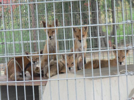 Foxes in an animal display in a cage