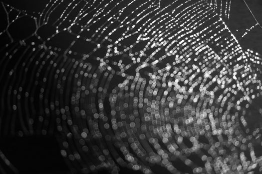 black and white blur and bokeh abstract and art of cobweb, dew drop and rain on web and dark background