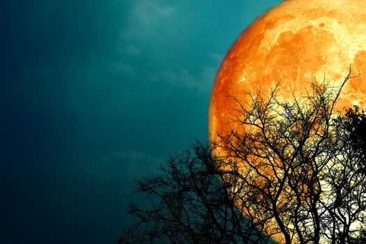 Super buck blood moon and silhouette tree in the night sky, Elements of this image furnished by NASA