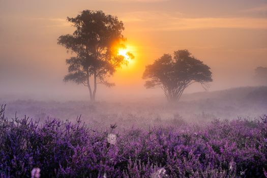 Blooming heather field in the Netherlands near Hilversum Veluwe Zuiderheide, blooming pink purple heather fields in the morniong with mist and fog during sunrise Netherlands Europe