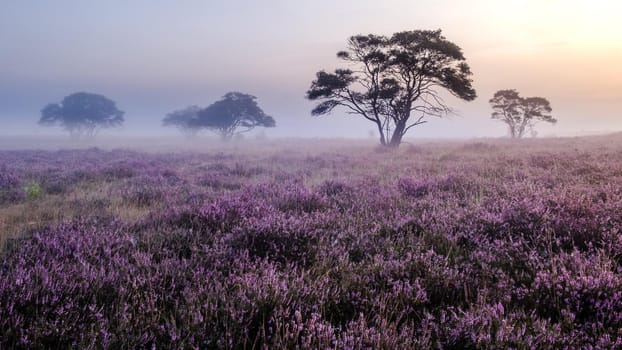 Blooming heather in the Netherlands,Sunny foggy Sunrise over the pink purple hills at Westerheid park Netherlands, blooming Heather fields in the Netherlands during Sunrise . Holland Europe