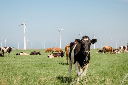 Dutch Brown and White cows mixed with black and white cows in the green meadow grassland, Urk Netherlands Europe