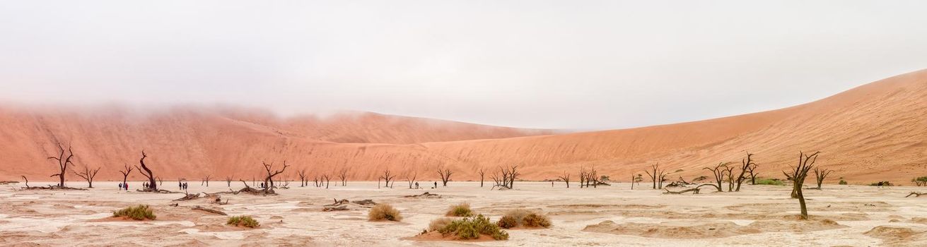 Panorama of Deadvlei near Sossusvlei in Namibia. Dead trees, sand dunes and people are visible