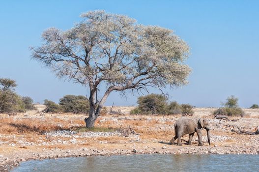 An elephant walking, a tree and a waterhole