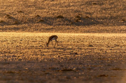 A springbok grazing at sunset at Garub near Aus in Namibia